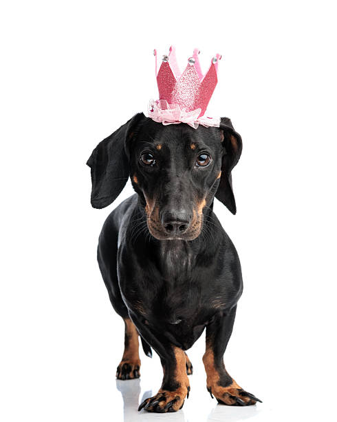 istock adorable little teckel dachshund dog with crown looking forward 2243975957