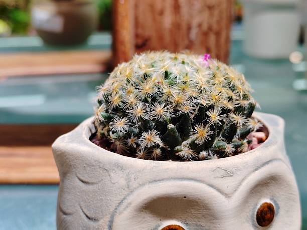 Mammillaria schiedeana