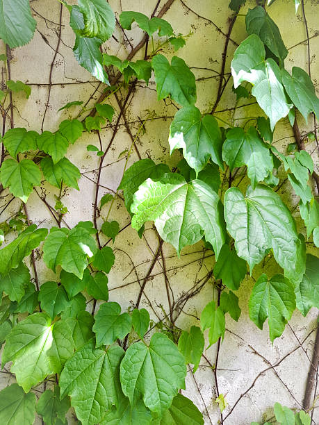 Close-up of common ivy (Hedera helix) on a wall.
