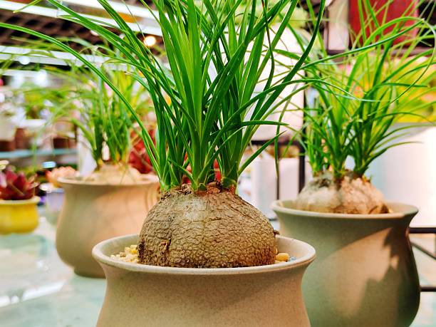 istock Beaucarnea recurvata 2243977813