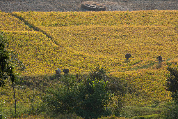 China Guilin region  terraced rice fields . female farmer
