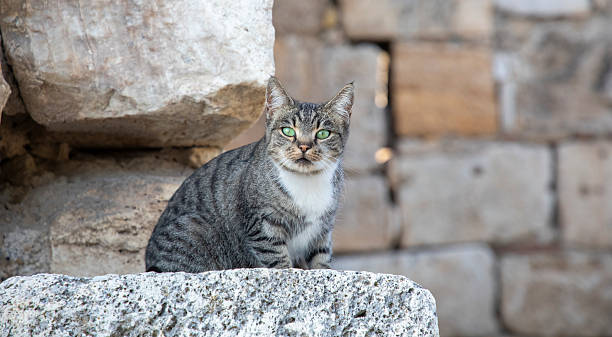 istock Meeting with a Turkish cat 2243979377