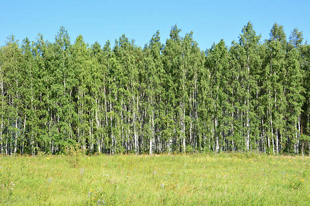 istock Row of Tall birch Trees Bordering a Meadow Under Blue Sky 2243979379
