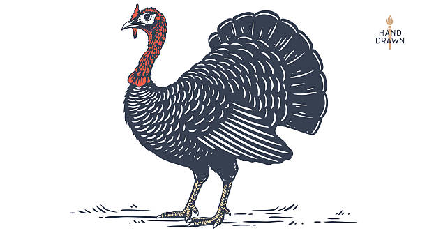 Turkey. Thanksgiving Day. Vintage retro print, artwork engraved sketch turkey drawing, old school style. Sketch artwork silhouette turkey, thanksgiving day. Side view profile. Vector Illustration