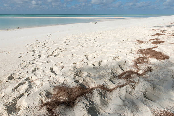 istock Juan de Nova Island - Indian Ocean 2243981832