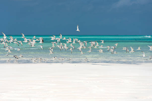 istock Juan de Nova Island - Indian Ocean 2243981930