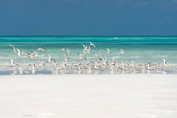 istock Juan de Nova Island - Indian Ocean 2243981958