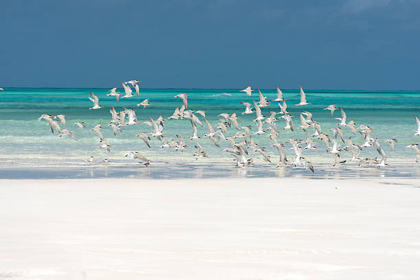 istock Juan de Nova Island - Indian Ocean 2243981977