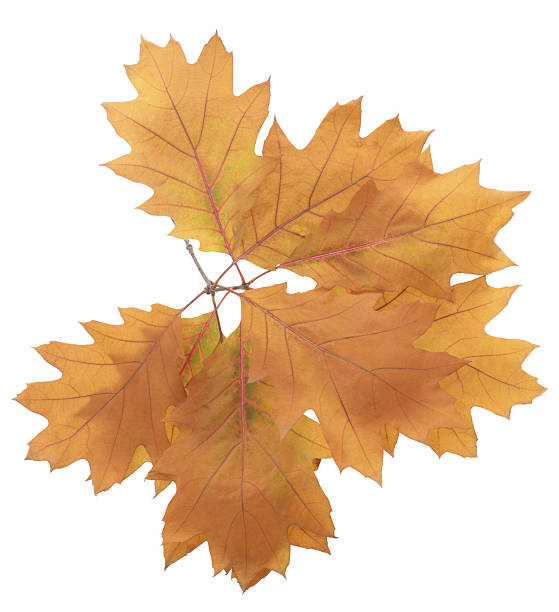Bright yellow oak leaves isolated on white background. Autumn foliage symbolizing fall season, nature change, and botanical beauty.