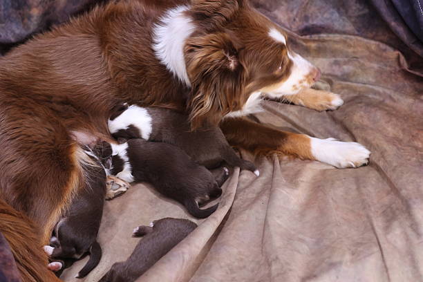 istock Mother dog is nursing her puppies 2243982959