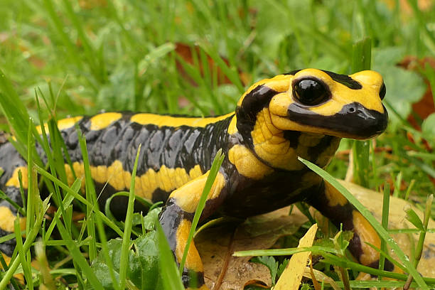 istock Adult Fire Salamander 2243982966