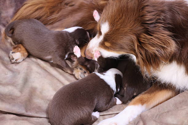 istock Mother dog is nursing her puppies 2243983066