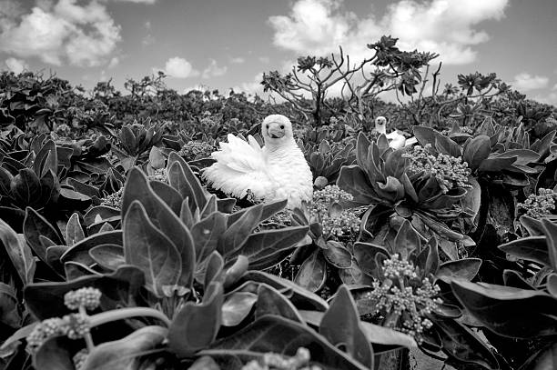 Black and white - French Southern Territories