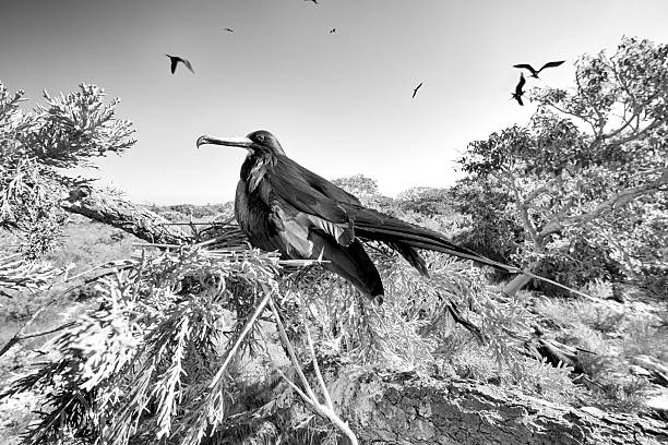 Black and white - French Southern Territories