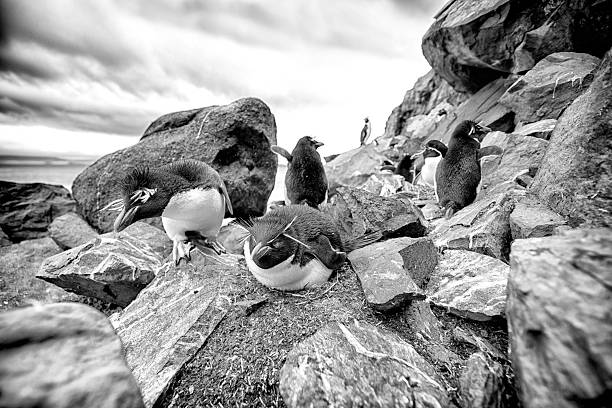 istock Black and white - French Southern Territories 2243985347