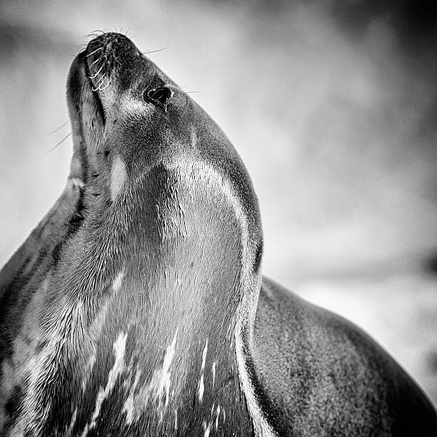 istock Black and white - French Southern Territories 2243985361