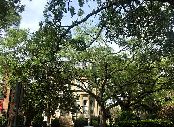 Majestic live oak trees arching over a historic residential building in Savannah, Georgia. The sunlight filtering through the leaves captures the timeless beauty of the southern landscape.