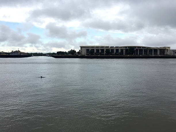 istock Dolphin in the Savannah River 2243985487