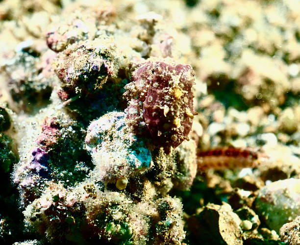 istock Blue-Ringed Octopus - (Hapalochlaena lunulata) - camouflage on coral- close up 2243986729