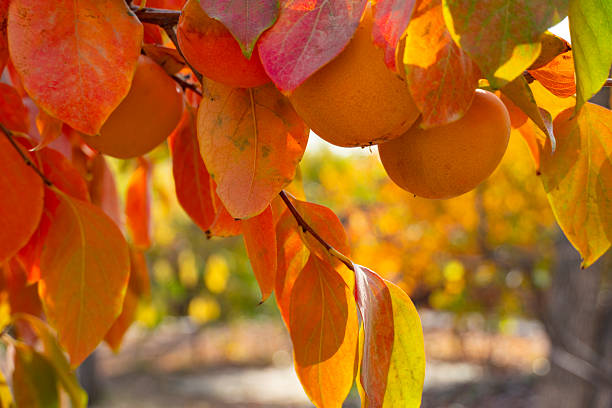Close-up of ripe orange persimmons hanging on a tree branch with colorful autumn leaves, symbolizing harvest season and natural beauty