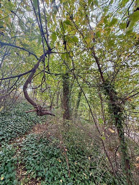 istock Bay Ridge Park ,Autumn Colors 2243987402