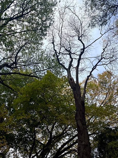 istock Bay Ridge Park ,Autumn Colors 2243987419