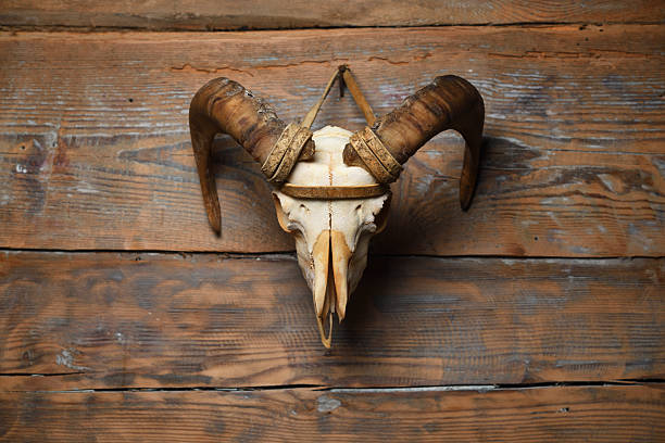 animal skull natural large curved brown horns on a white background. Sheep skull bone creepy trophy