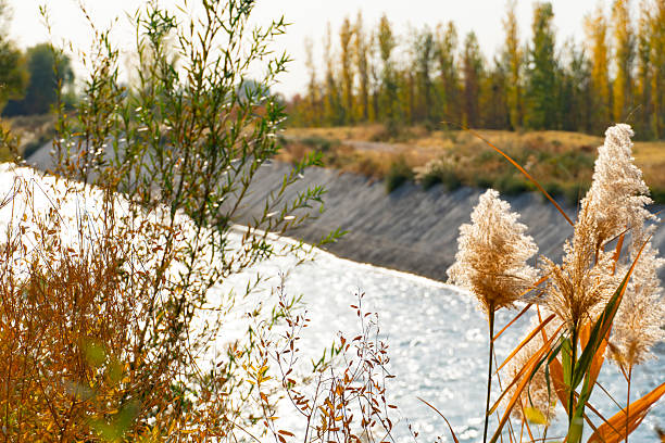 Scenic riverside view with pampas grass in autumn colors, shimmering water, and golden foliage creating a peaceful seasonal landscape