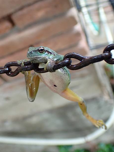 Mediterranean tree frog (Hyla meridionalis)