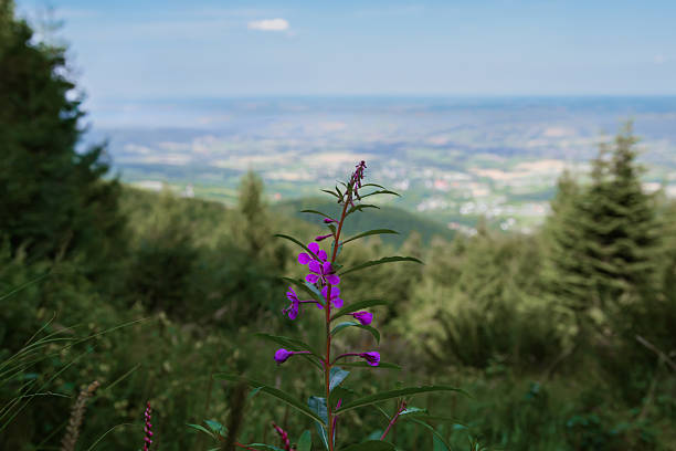 Lonely plant on top of a mountain view.
