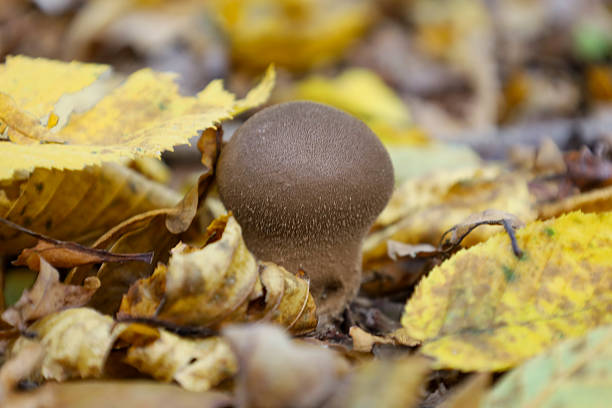 ​A small puffball mushroom with a velvety brown surface peeks through a dense carpet of fallen autumn leaves. The macro shot captures natural texture and warm tones, creating the atmosphere of a quiet forest landscape.