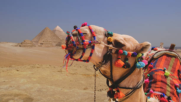 istock Decorated camel in the Egyptian desert with the pyramids in the background. 2243991925