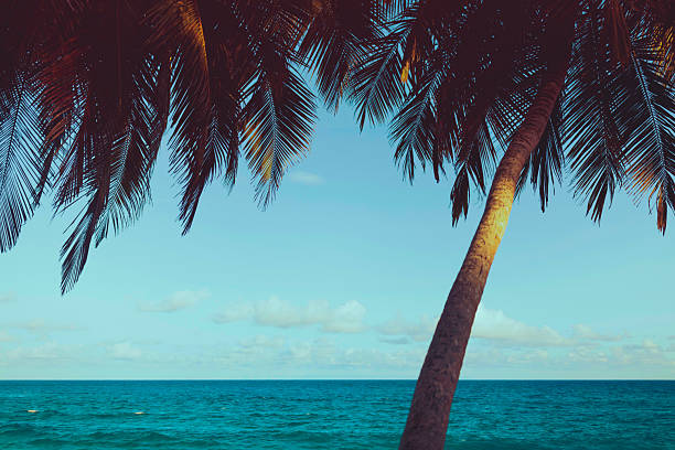 A stunning view of the ocean framed by lush palm fronds and a leaning palm tree. The vibrant blue sky meets the clear sea, creating a serene tropical scene perfect for evoking a sense of tranquility and escape.