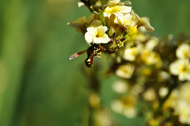 Wasp pollinating beautiful yellow flowers