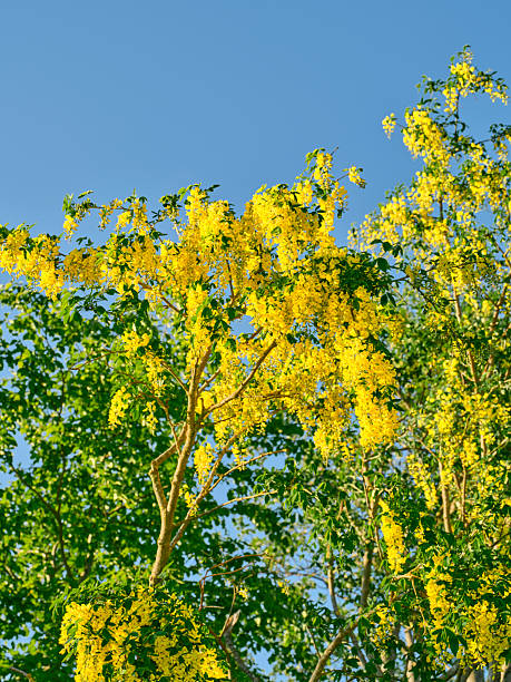 Photo showing the bright and extremely ornamental yellow flowers of a golden chain tree, more commonly known as common laburnum trees.  The seeds of a laburnum tree are extremely poisonous, and so many people now opt for seedless cultivars, where the seed pods are empty.  However, the leaves are still poisonous and quite toxic.
