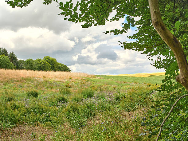 istock A serene Danish meadow framed by trees under a cloudy sky with distant golden fields, capturing a peaceful rural landscape 2243994032