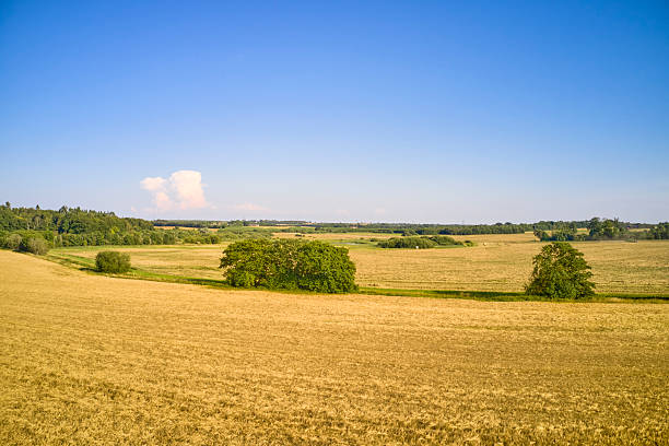istock Golden Danish countryside fields with scattered trees under a clear blue sky, a calm and timeless rural landscape perfect for nature, travel, and seasonal themes in Denmark 2243994035