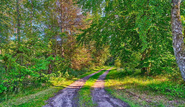 A peaceful forest scene in Denmark featuring a narrow gravel path that twists through a lush, green canopy. Beech and birch trees line the route, with sunlight filtering through leaves and grass along the sides. Ideal for stock shows nature, hiking, and outdoor recreation.