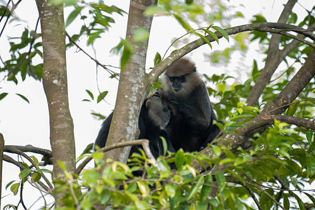 istock An endangered arboreal monkey endemic to Sri Lanka. 2243994241