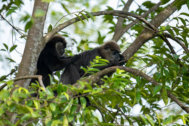istock An endangered arboreal monkey endemic to Sri Lanka. 2243994317