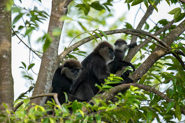 istock An endangered arboreal monkey endemic to Sri Lanka. 2243994335