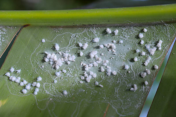 istock Infestation leaf of a tropical plant by spiralling whitefly, Aleurodicus, egg patterns, cocoon and secretions. 2243995878