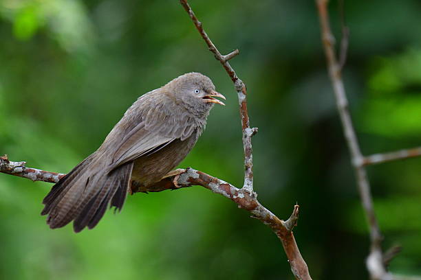 A brown babbler or bulbul perches on a bare branch, looking left with a soft focus green background. Its patterned feathers and keen eye are visible.