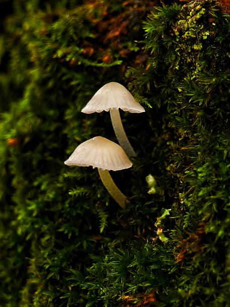 istock Two small white mushrooms growing on green moss in the forest 2243997051