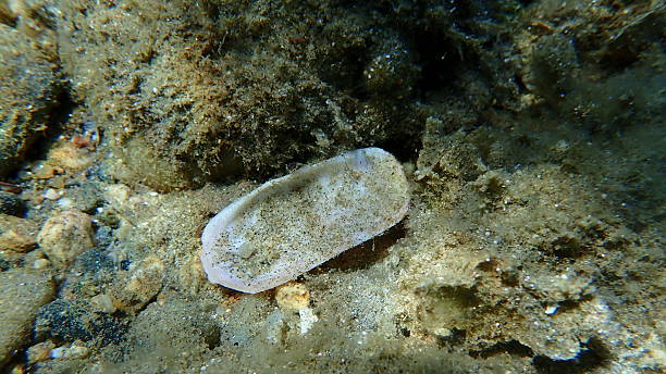 istock Rosy razor clam or scraper clam (Solecurtus strigilatus) shell undersea, Aegean Sea 2243999402