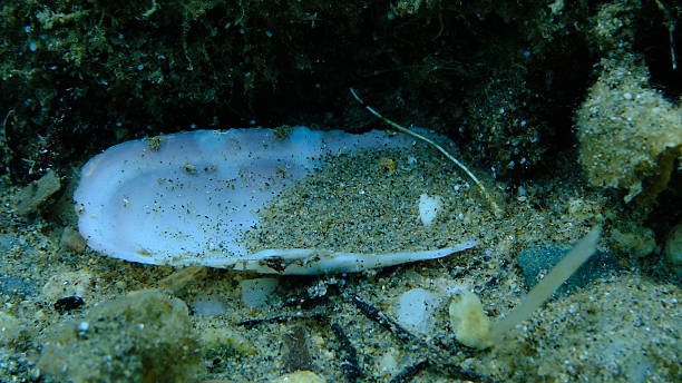 istock Rosy razor clam or scraper clam (Solecurtus strigilatus) shell undersea, Aegean Sea 2243999547