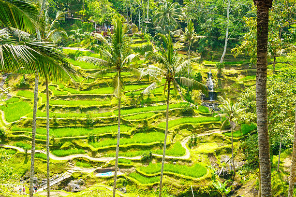 the famous rice terraces in Bali