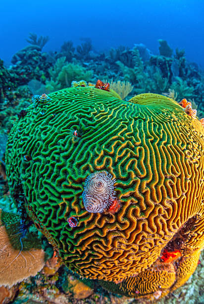 istock Caribbean coral garden, Roatan Honuras 2244002476
