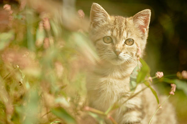 Young tabby cat sitting outdoors surrounded by green foliage and pink wildflowers, gazing attentively into distance, soft sunlight illuminating fur
