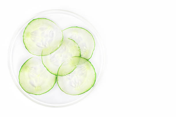 Natural freshness: cucumber pieces in laboratory glass dish, copy space.